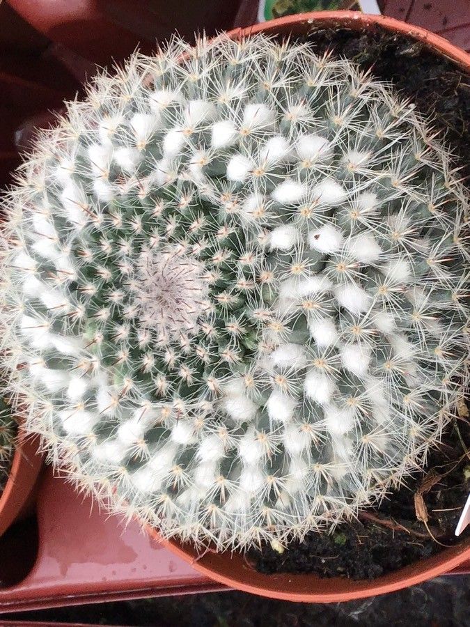 Mammillaria hahniana leaf
