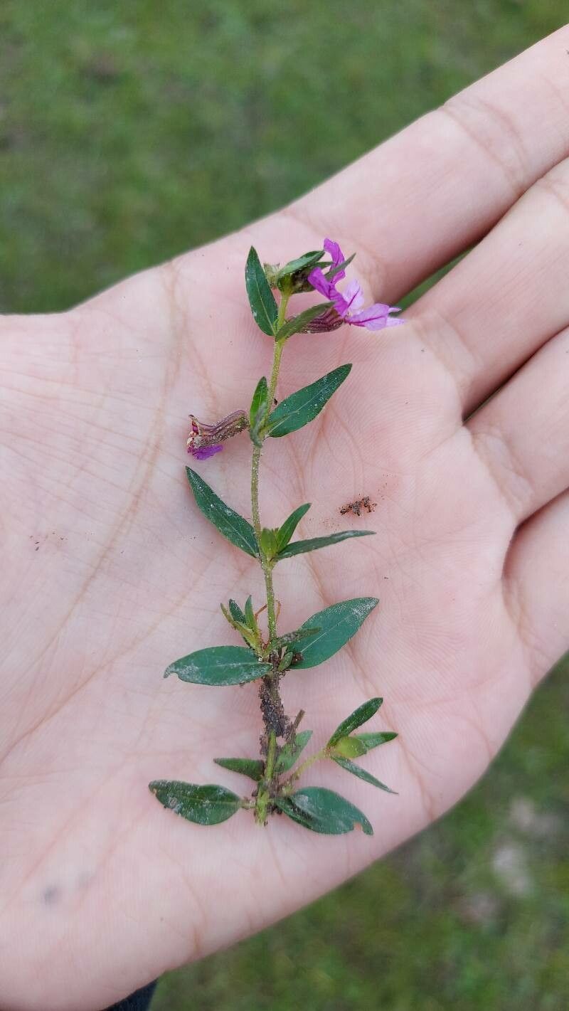 Cuphea glutinosa leaf