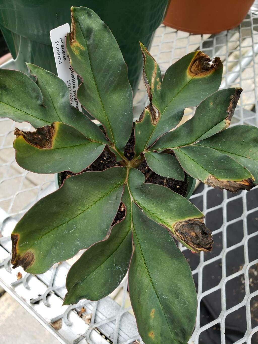 Amorphophallus pygmaeus — search result for 'Amorphophallus'