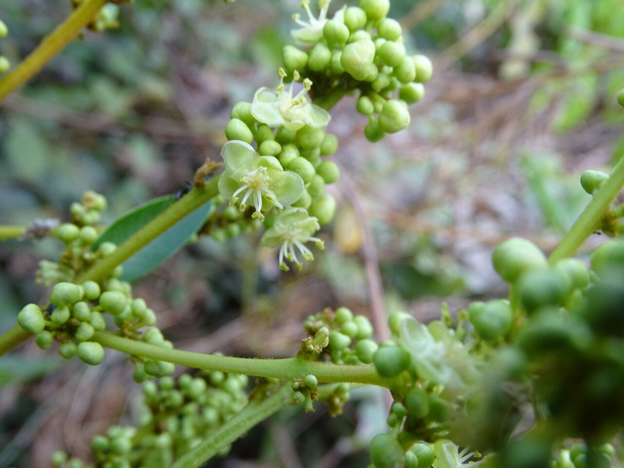 Lepisanthes senegalensis flower