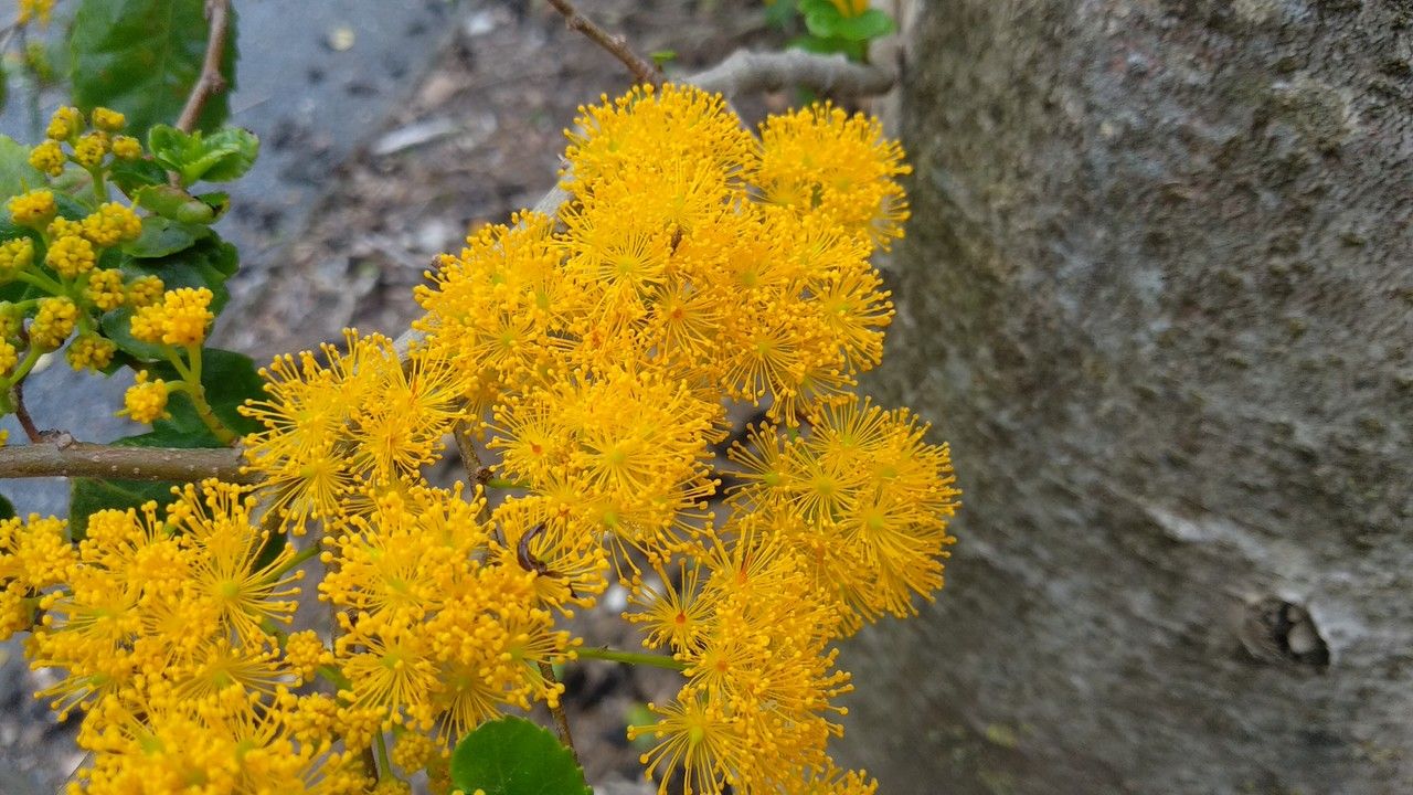 Azara dentata flower