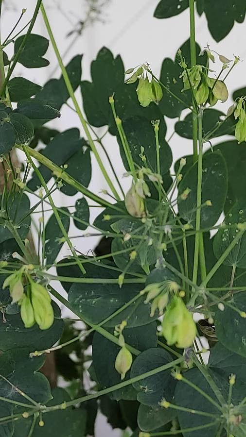 Thalictrum aquilegiifolium fruit
