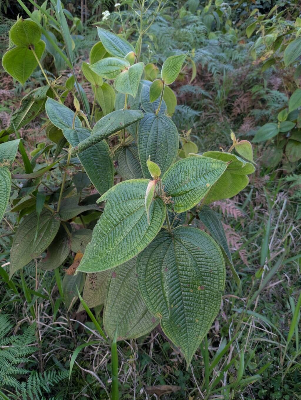 Miconia domociliata habit