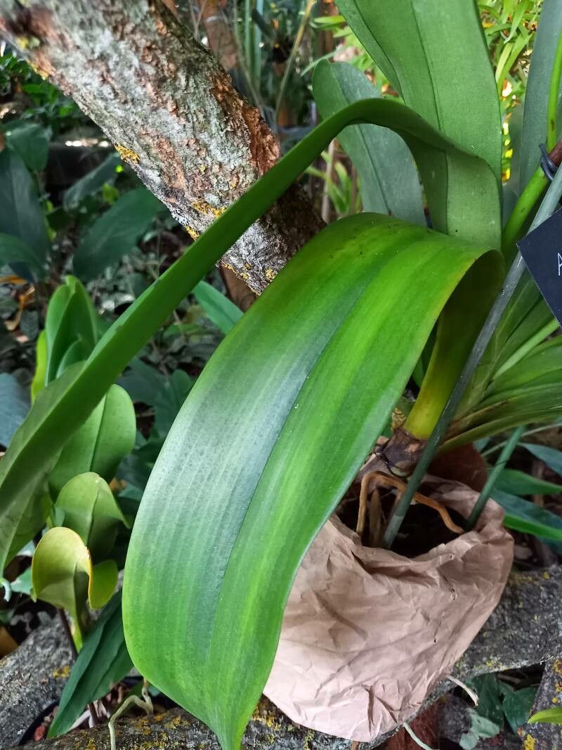 Angraecum spp. — houseplant care guide