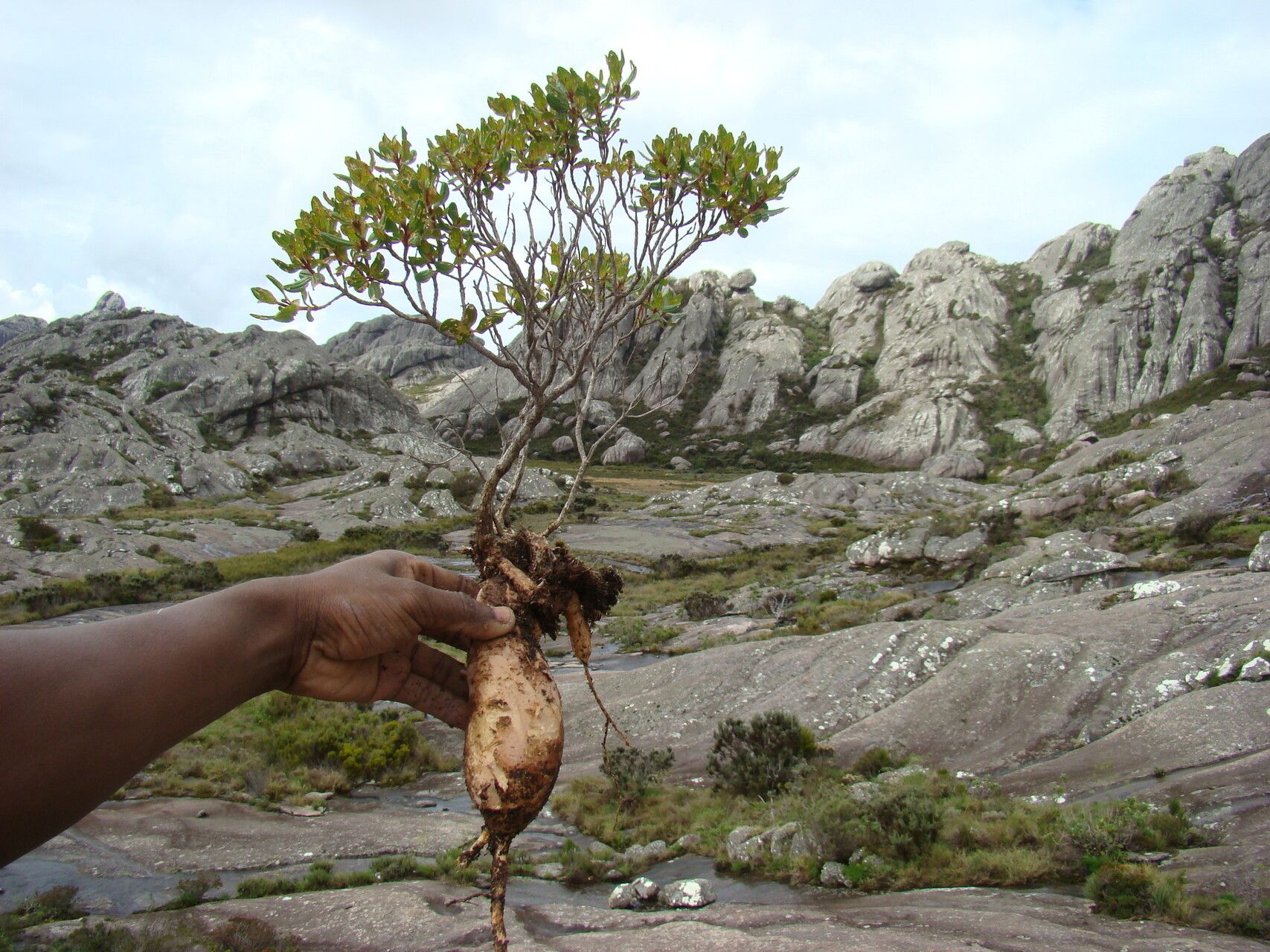 Rousseauxia andringitrensis — related species from the same genus