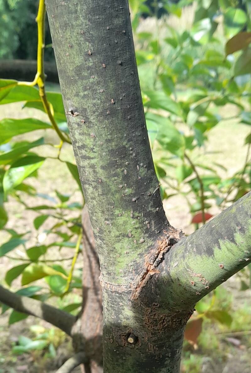 Phoebe cavaleriei bark