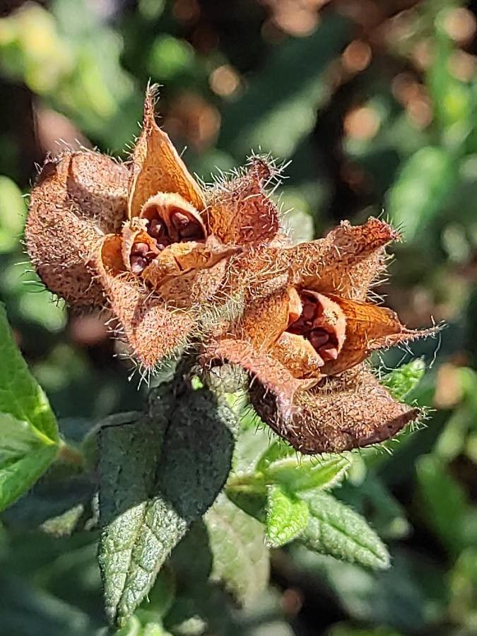 Cistus psilosepalus fruit