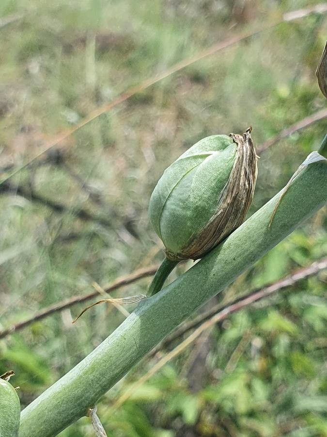 Albuca abyssinica fruit