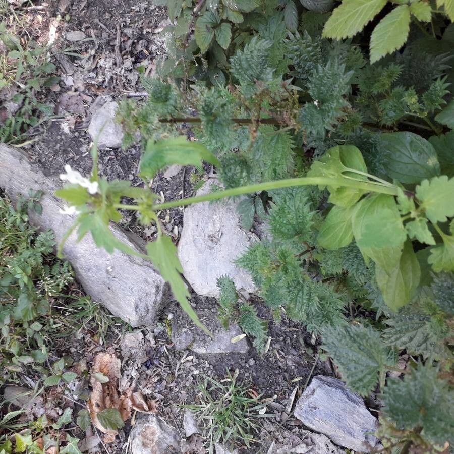 Lamium bifidum habit