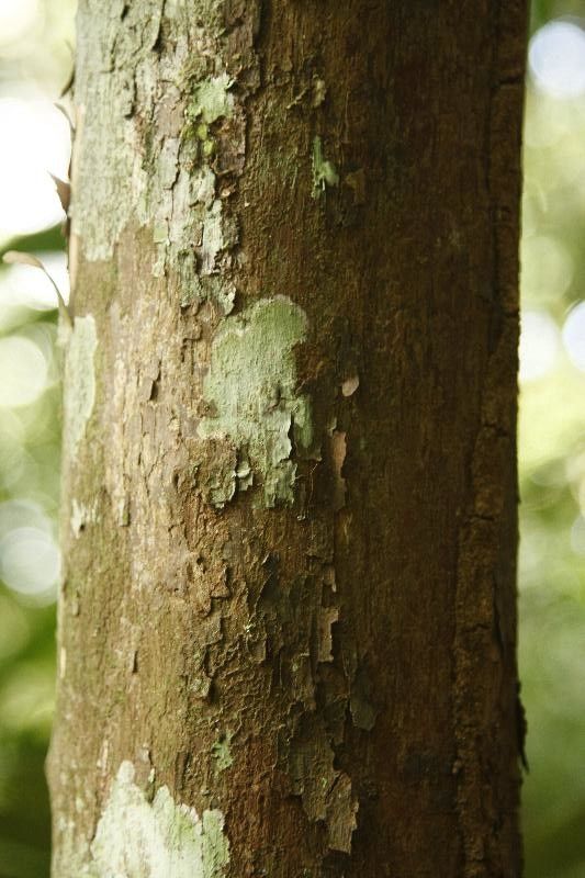 Pouteria deliciosa — houseplant care guide