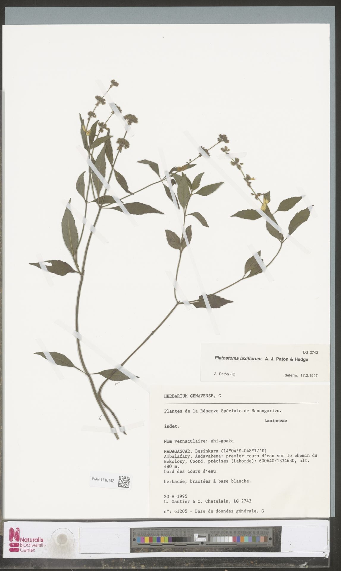 Platostoma laxiflorum — houseplant care guide