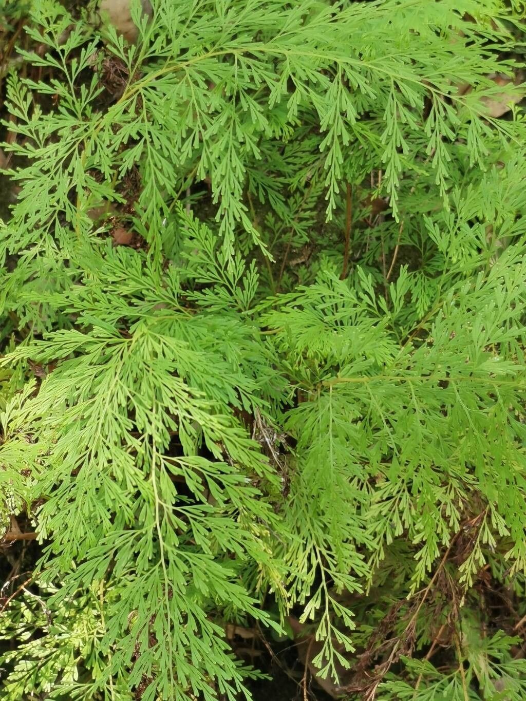 Odontosoria angustifolia — related species from the same genus