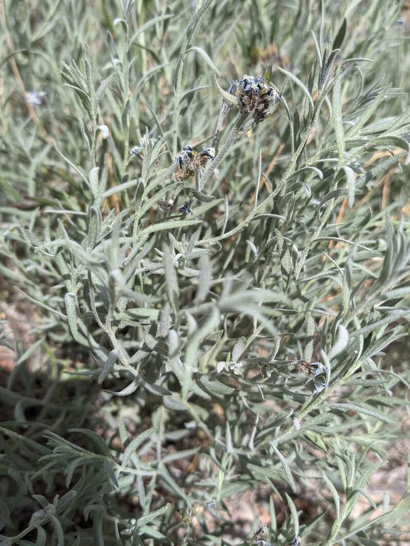 Amsonia tomentosa habit