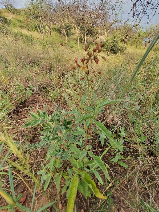 Hermannia exappendiculata habit