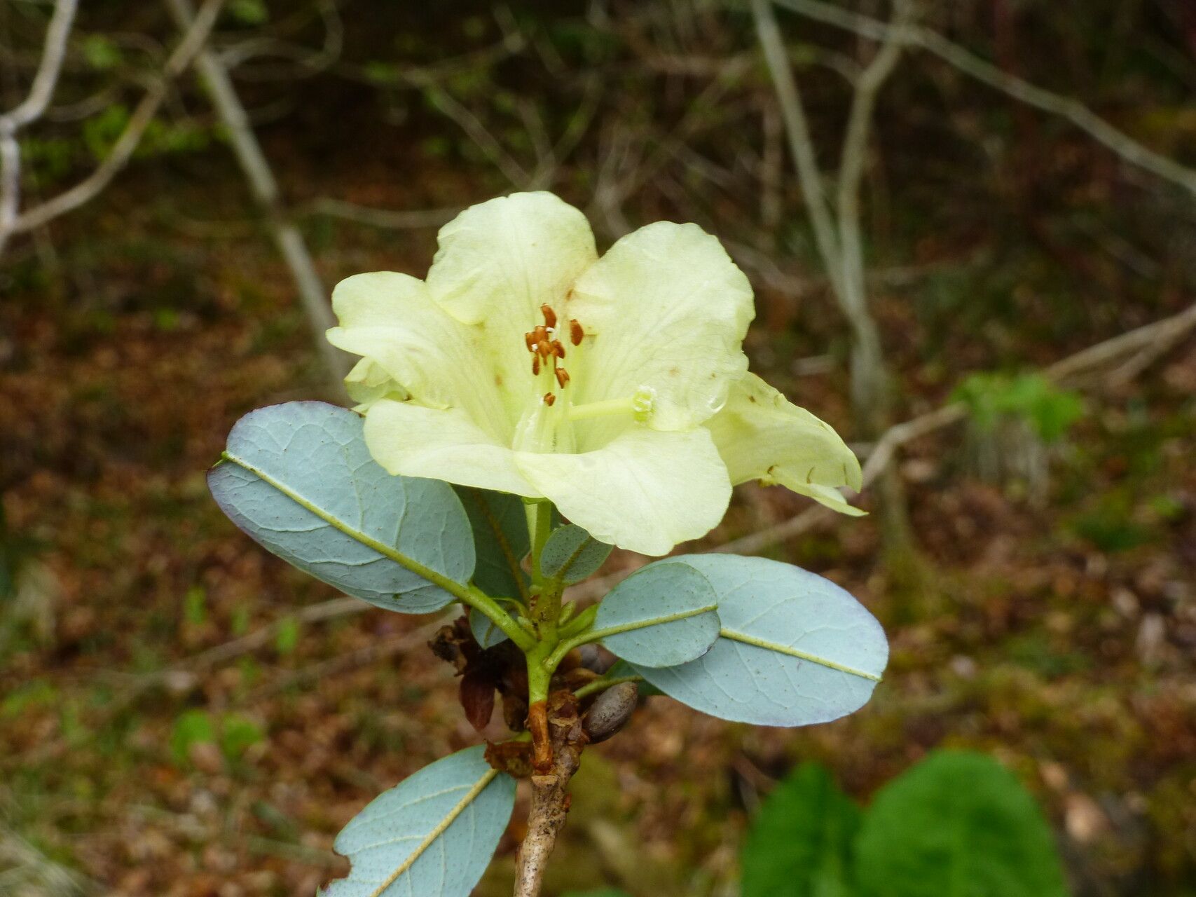 Rhododendron luteiflorum — houseplant care guide