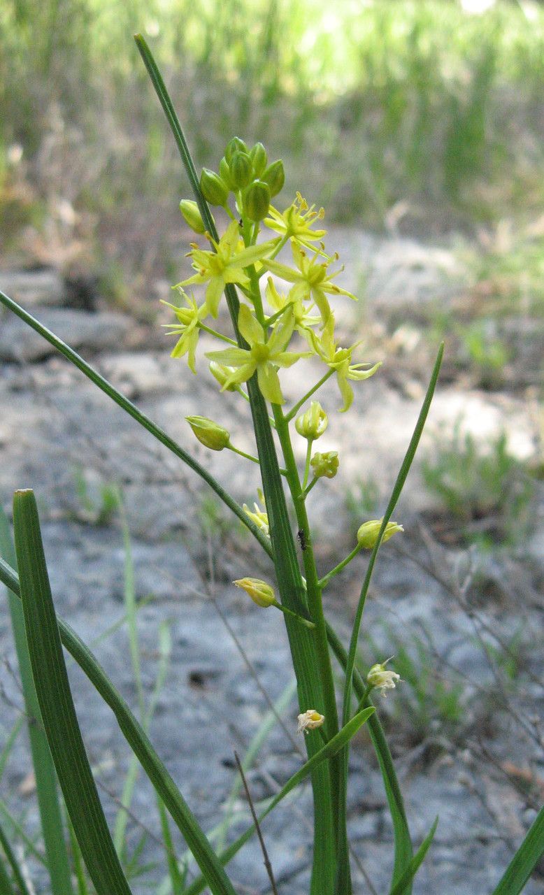 Schoenolirion croceum flower