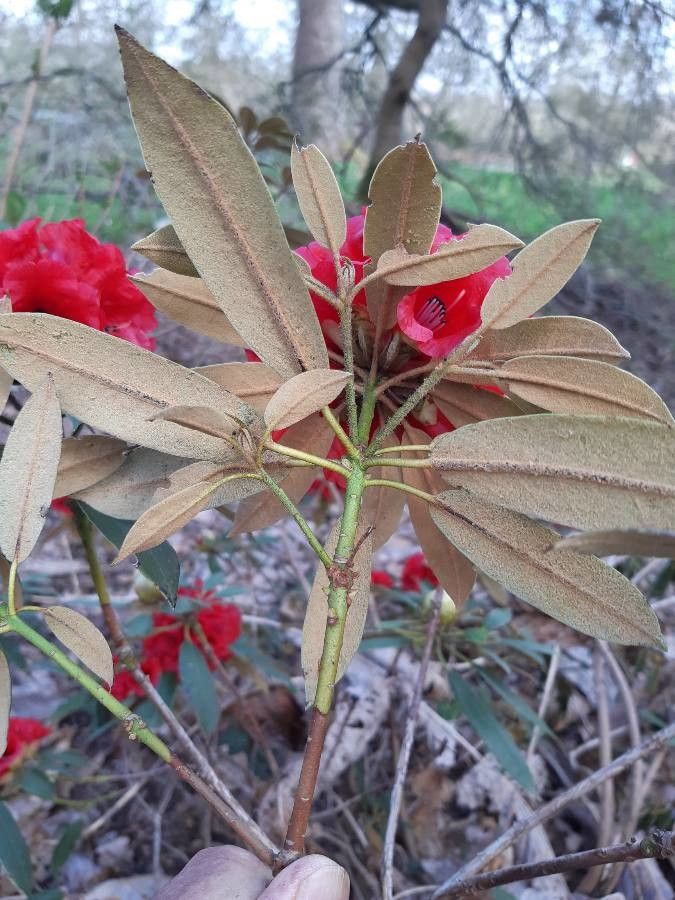 Rhododendron ochraceum — houseplant care guide