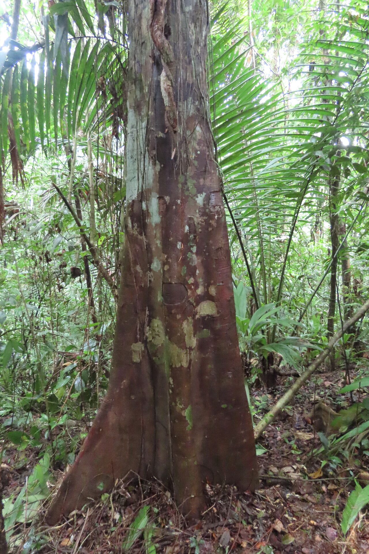 Brosimum guianense habit
