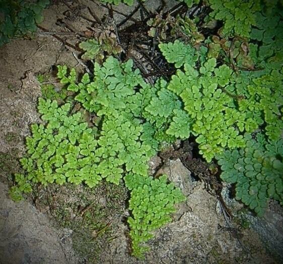 Allosorus tinaei — houseplant care guide