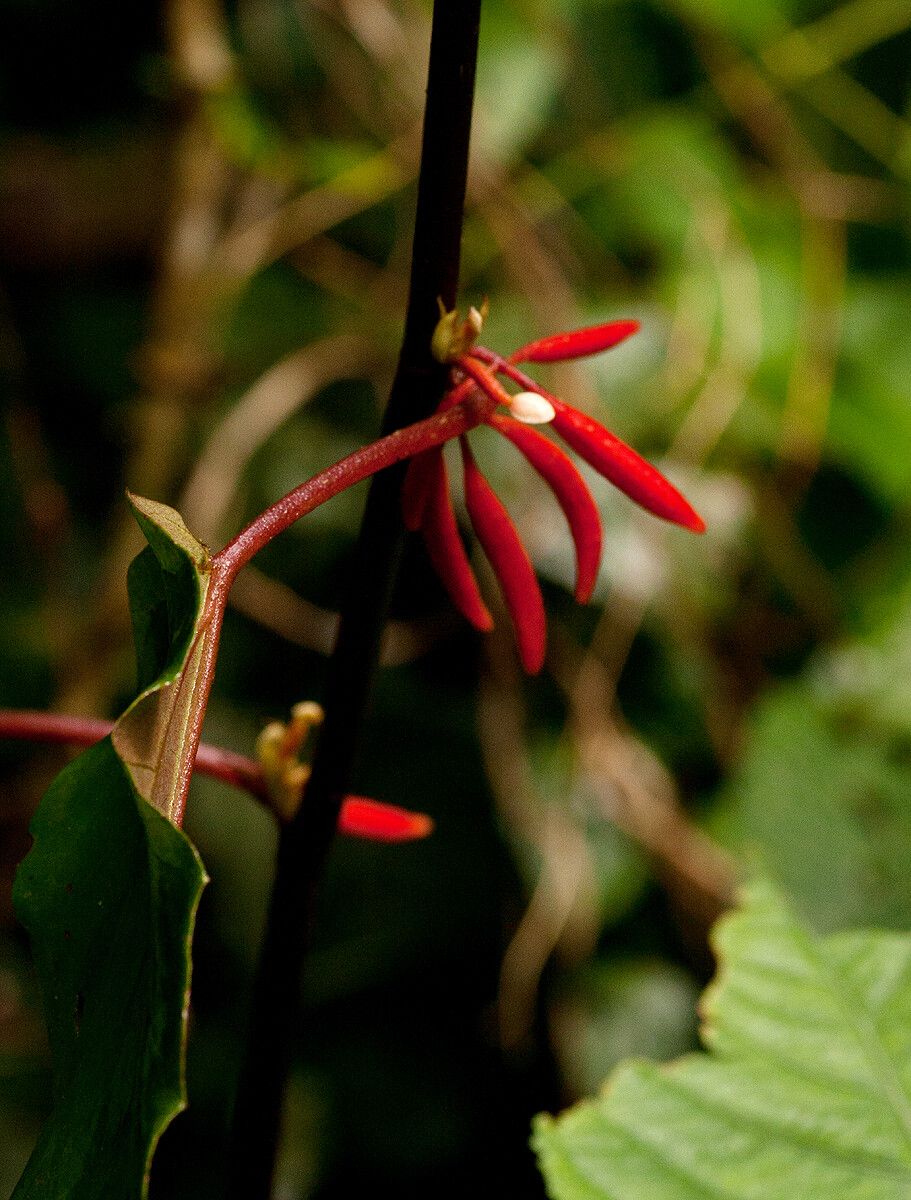 Begonia eminii — houseplant care guide