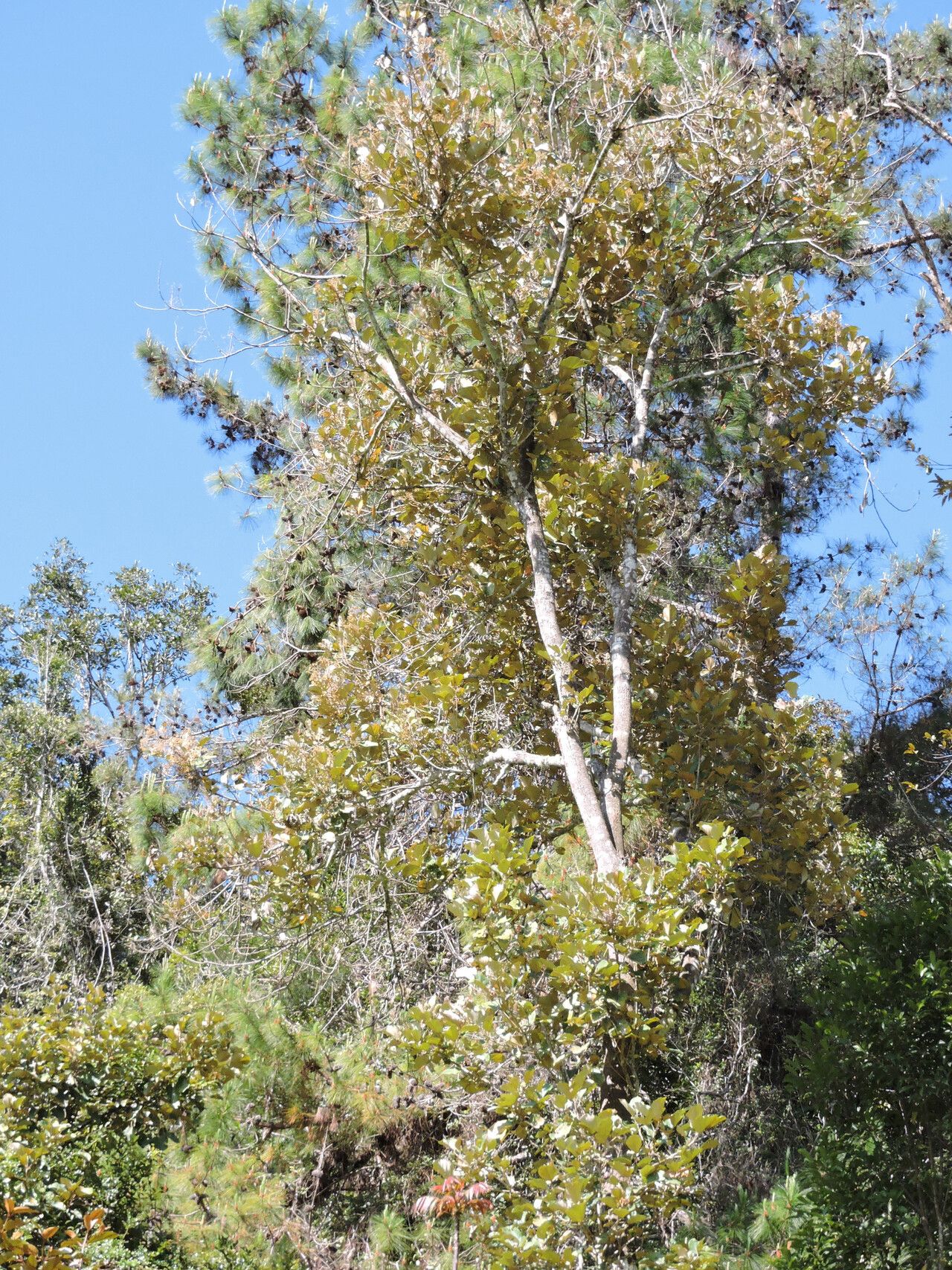 Dombeya lucida habit