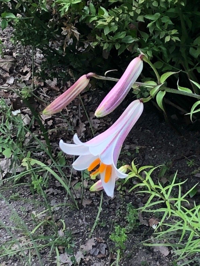 Lilium regale flower