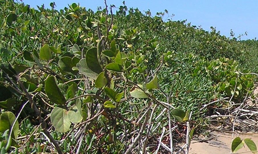 Laguncularia racemosa — search result for 'Combretaceae'