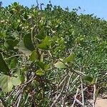 Laguncularia racemosa