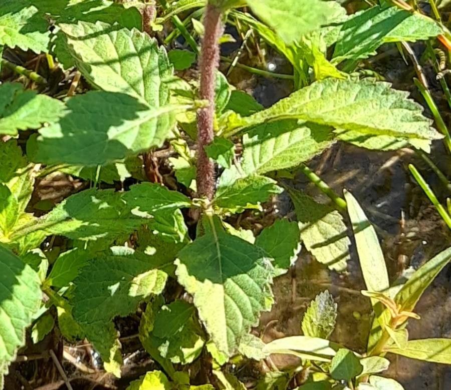Centratherum punctatum leaf