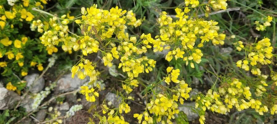 Biscutella arvernensis flower