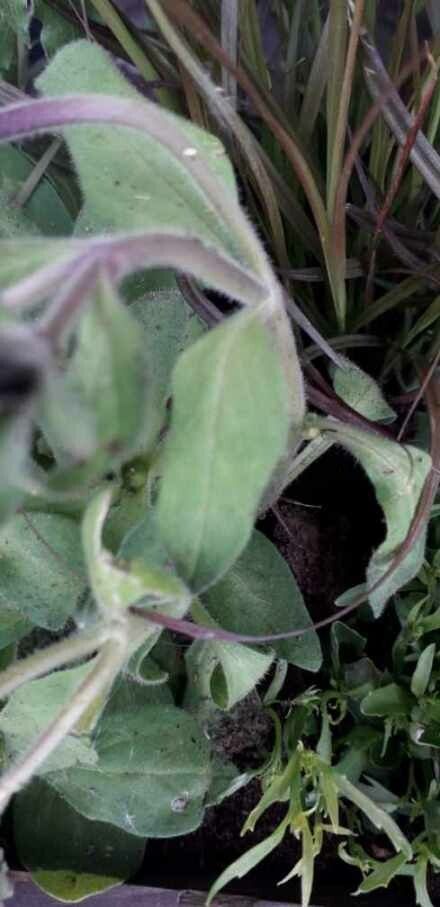 Petunia spp. — houseplant care guide