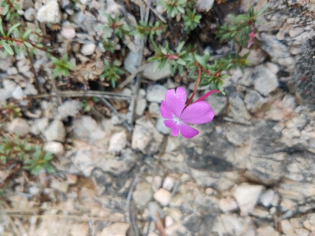 Viola cazorlensis flower