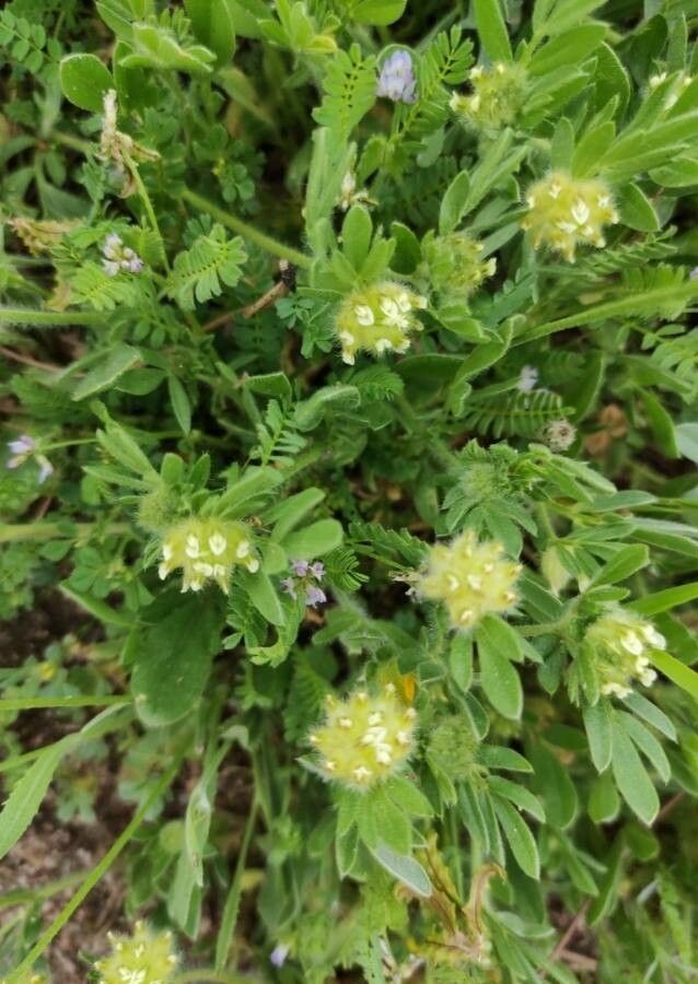 Anthyllis cornicina habit
