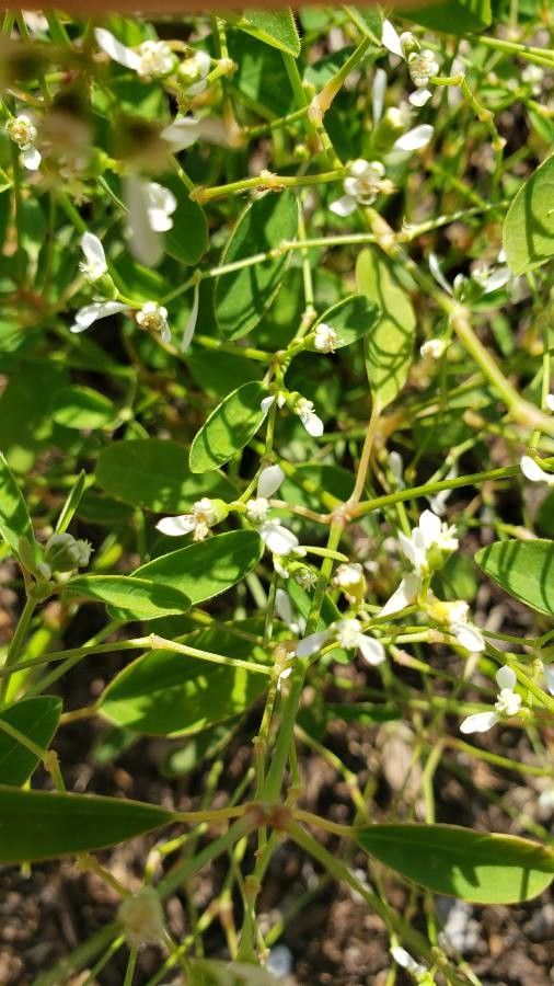 Euphorbia graminea flower