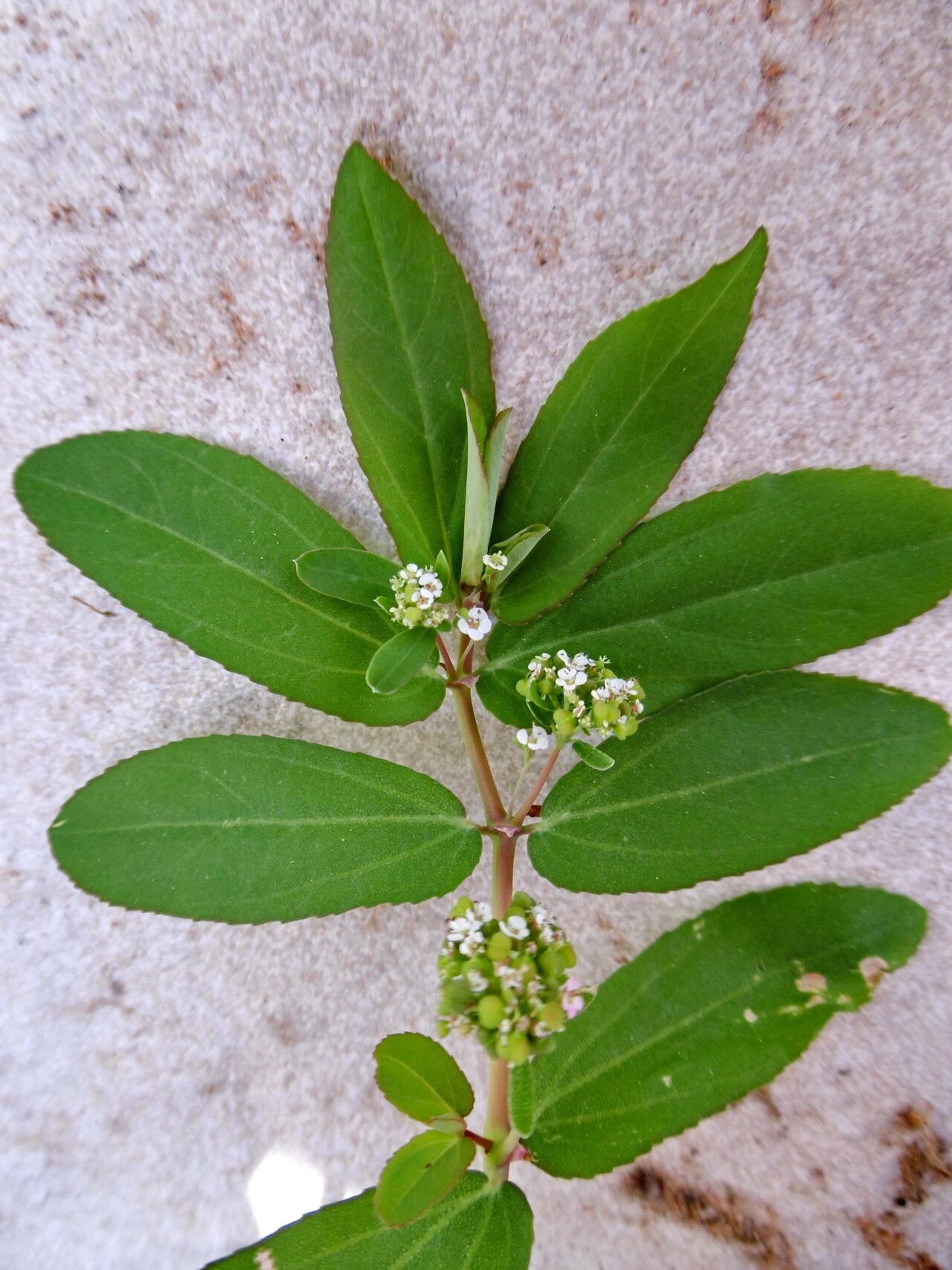 Euphorbia indica flower