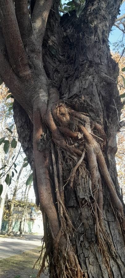Ficus luschnathiana bark