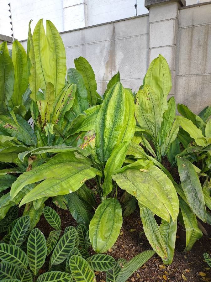 Cyclanthus bipartitus — search result for 'Peru to Bolivia'