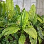 Cyclanthus bipartitus