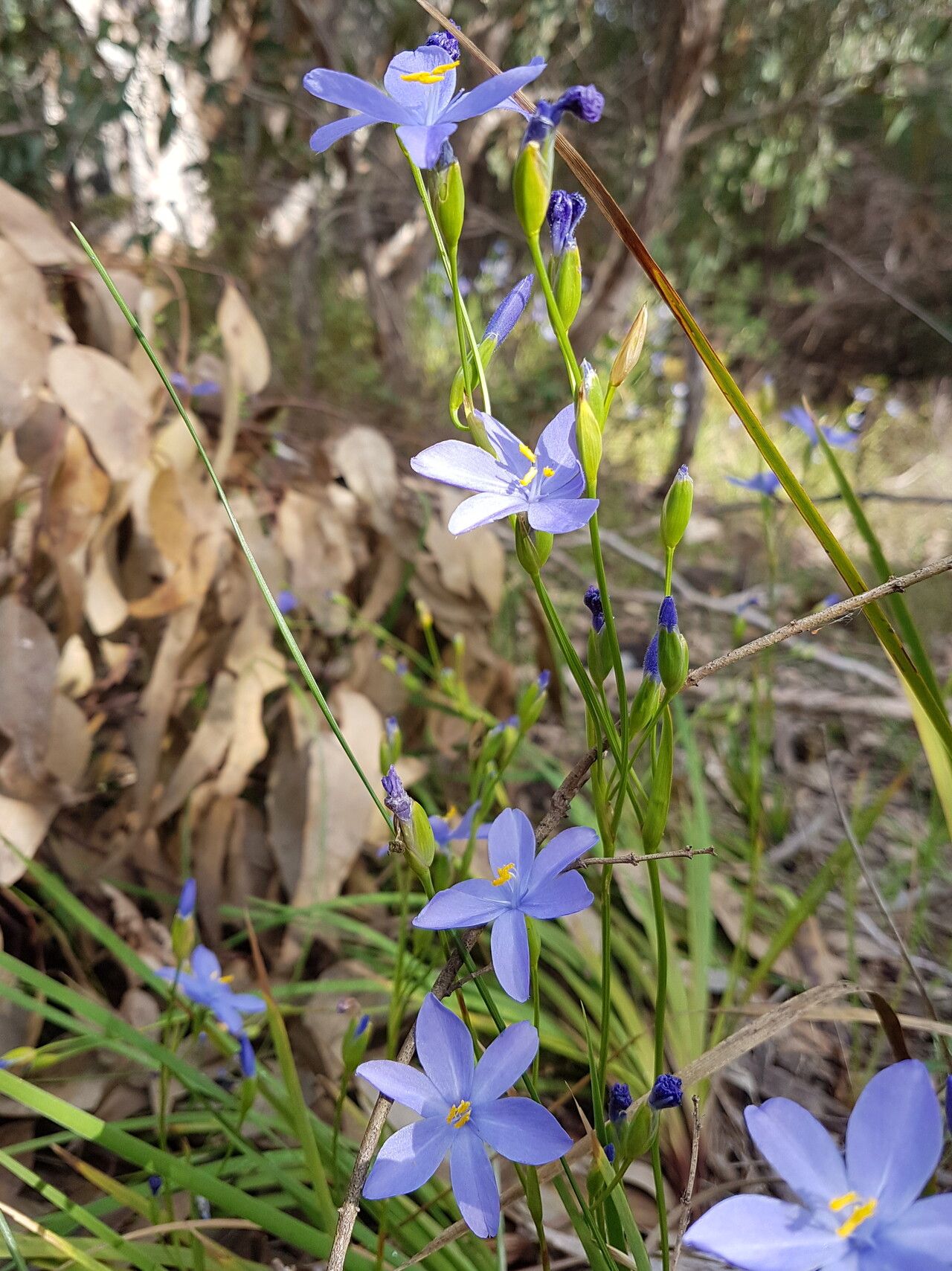 Orthrosanthus laxus flower