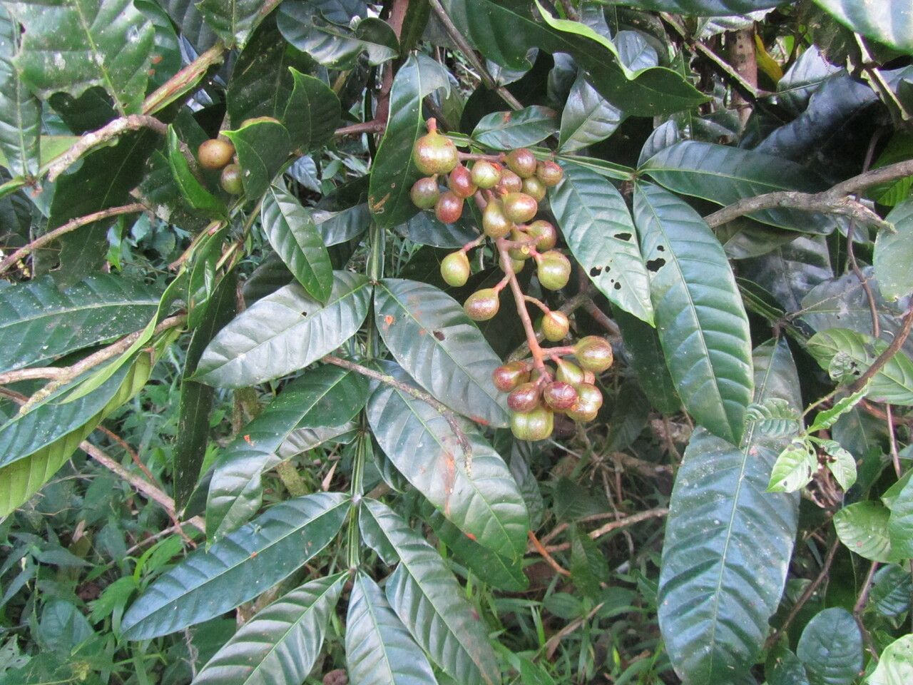 Guarea pterorhachis — houseplant care guide