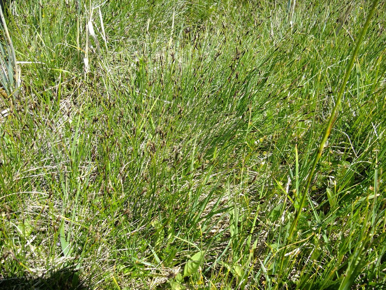 Schoenus ferrugineus habit