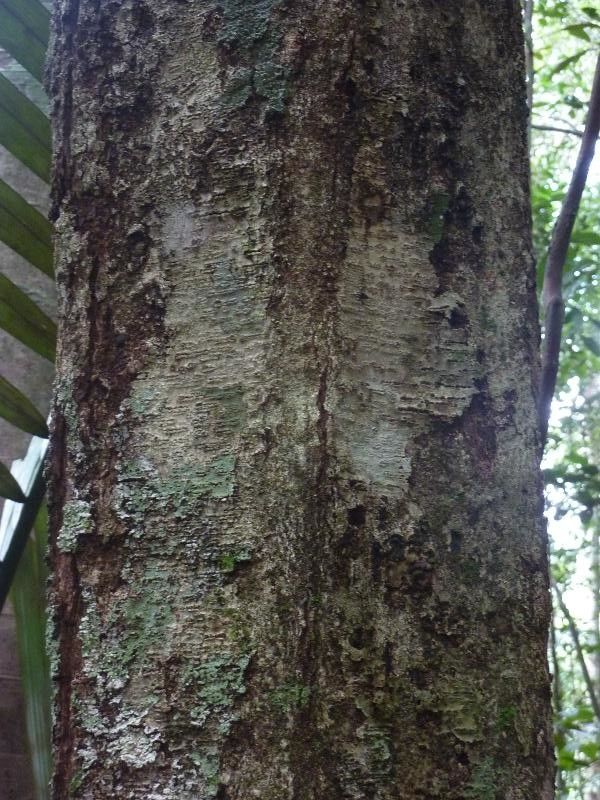 Licania irwinii — houseplant care guide