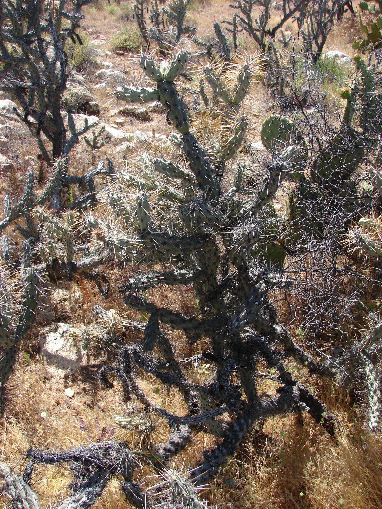 Cylindropuntia molesta habit