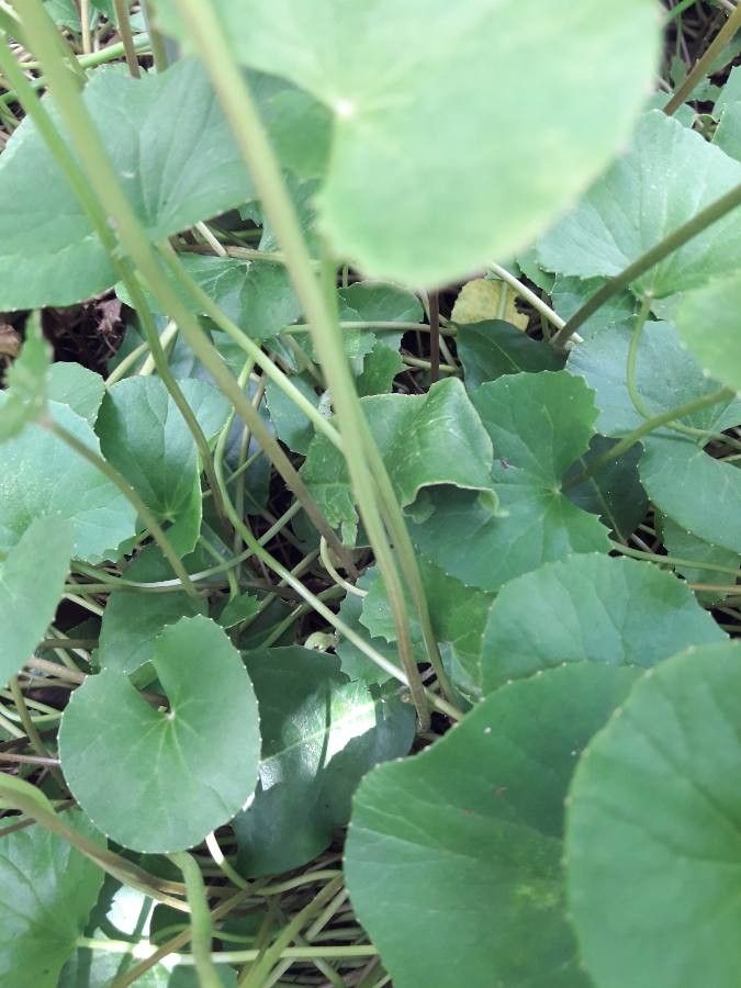 Centella erecta bark