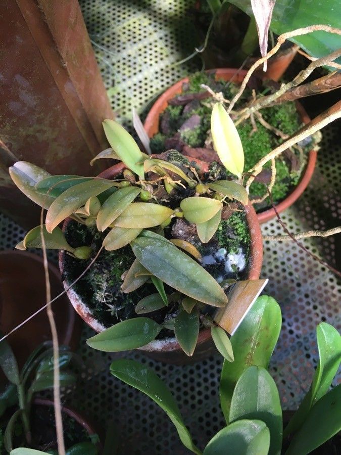Bulbophyllum gracillimum — search result for 'Bulbophyllum'