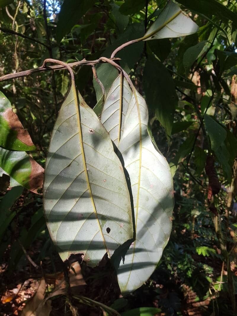 Beilschmiedia tovarensis leaf