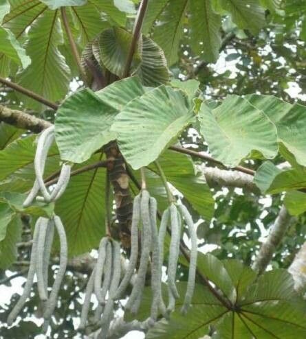 Cecropia obtusifolia fruit