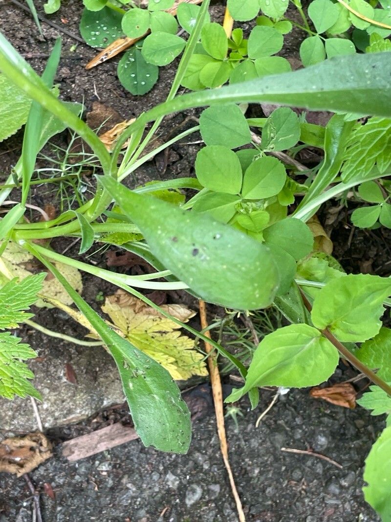 Dimorphotheca jucunda leaf