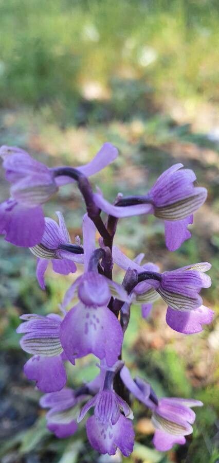 Anacamptis picta flower