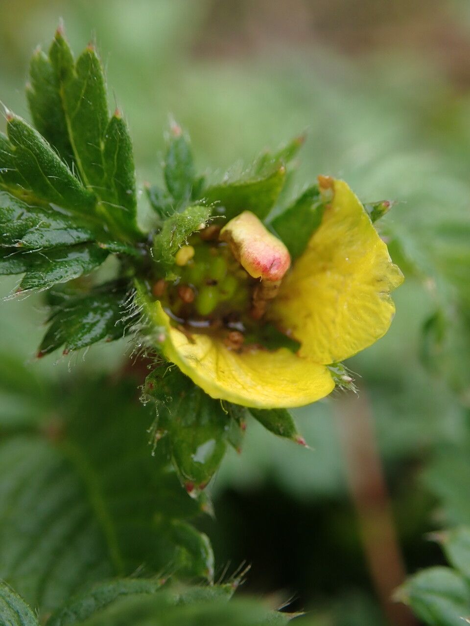Argentina tristis flower